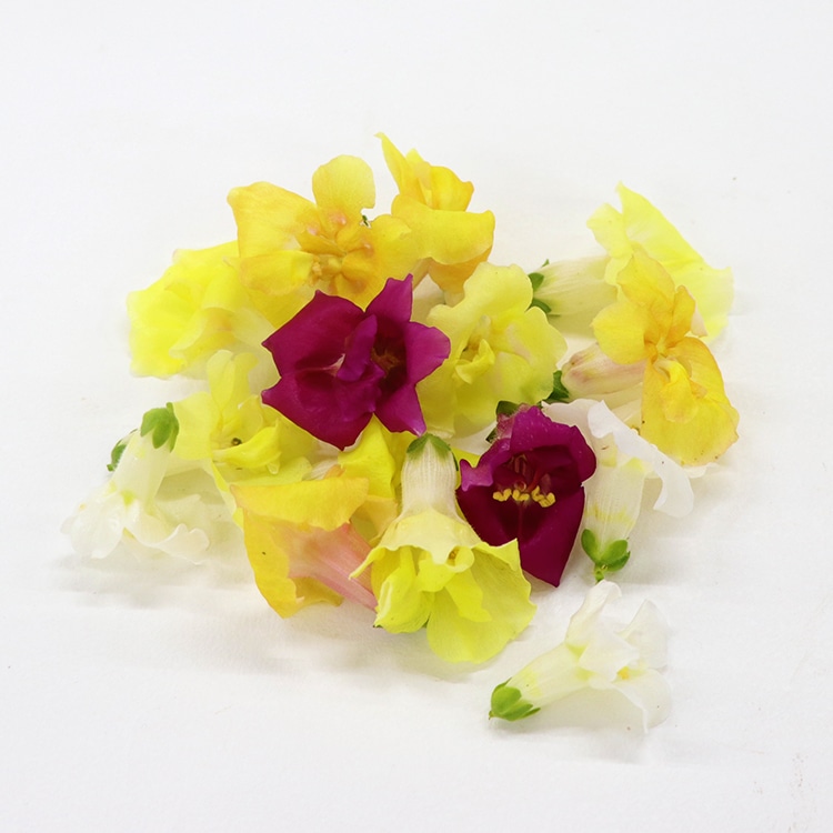 エディブルフラワー（金魚草）⇒1: 特別在庫品 KANTO EXPRESS