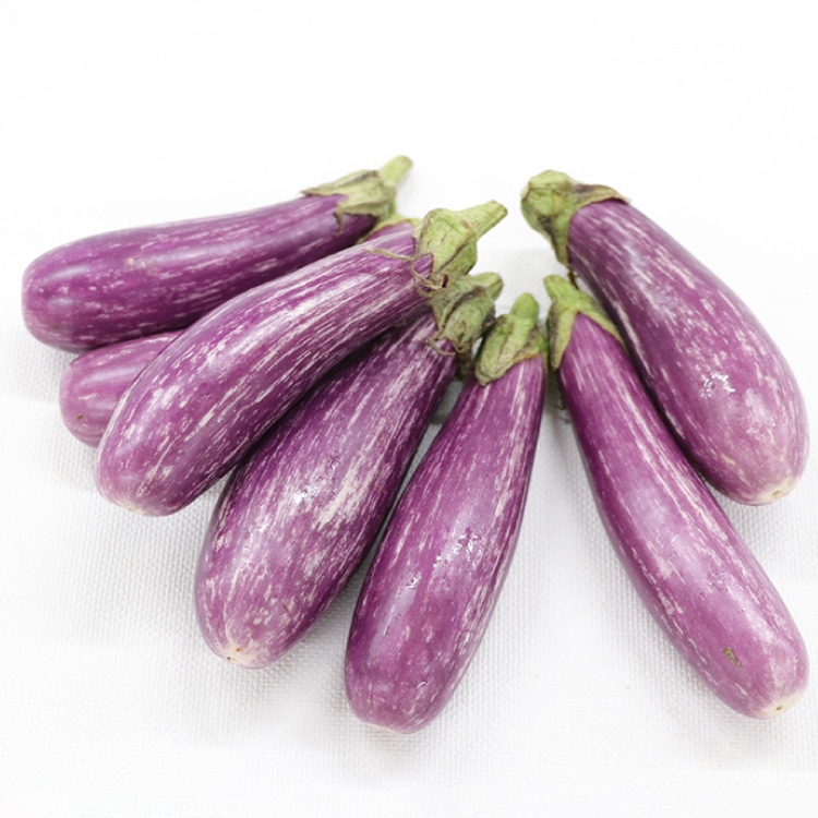 ゼブラ小茄子 パープルクララ 7本: 特別在庫品 KANTO EXPRESS - 食