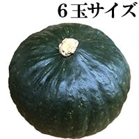 ���� ���� �G�E�D 6�ʃT�C�Y 1�ʓ�