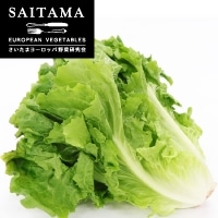 �X�J���[���i�L�t�G���_�C�u�j���N20