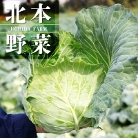 H)���c����̃L���x�c(��ʎY) 1��