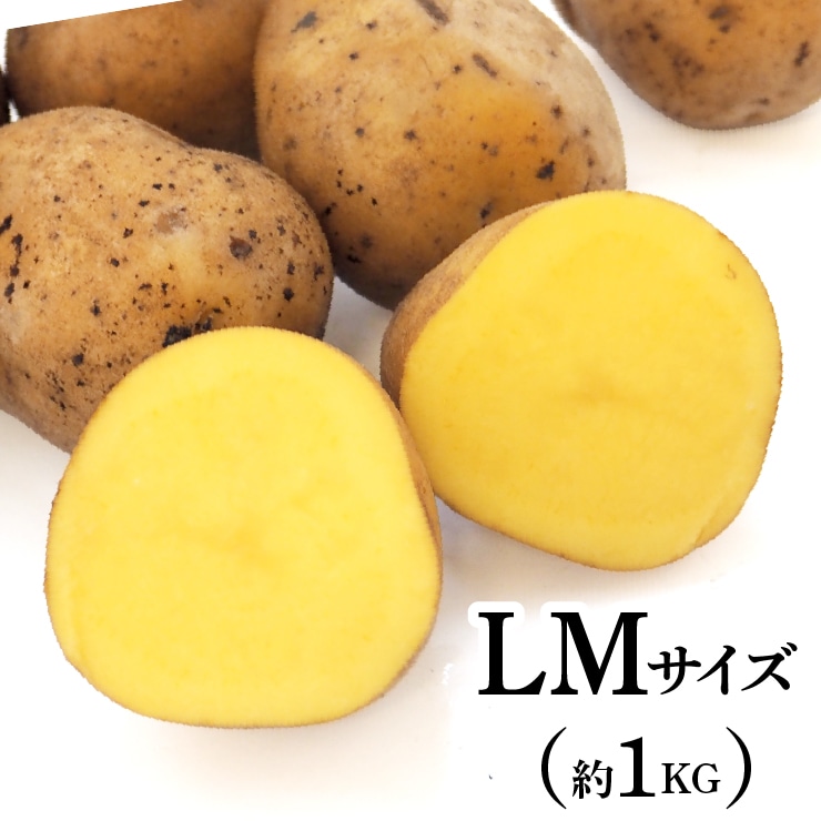 �C���J�̂߂��߁i�\���n��jLM�T�C�Y