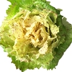 �J�X�e���t�����R