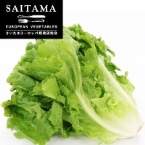 �X�J���[���i�L�t�G���_�C�u�j���N20