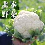 H)内田さんのカリフラワー(埼玉産) 1個入