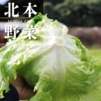H)���c����̃��^�X(��ʎY) 1��