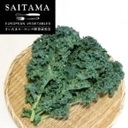 InP[ 200G