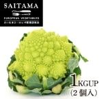 ���}�l�X�R�E�_���B���`�l�@�Q�p�b