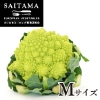 ���}�l�X�R�E�_���B���`�l