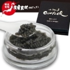 ���]�˃L���r�A 2.8MM(�r����) 15G
