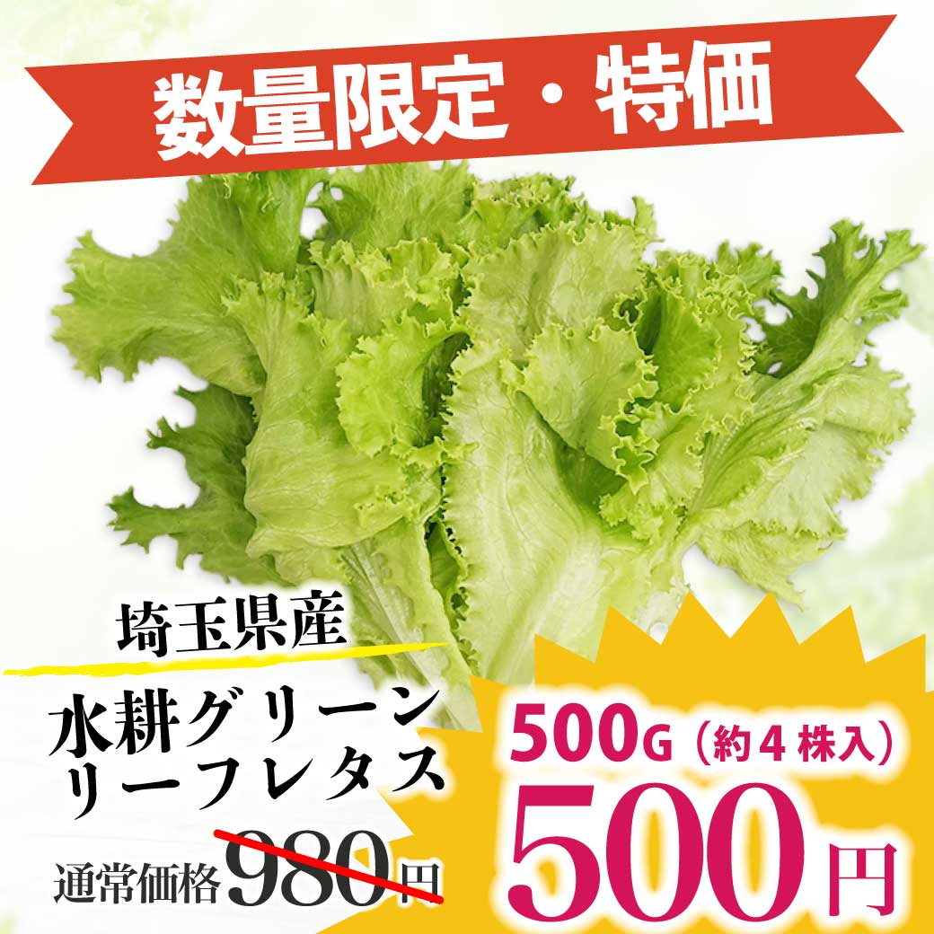 lettuce