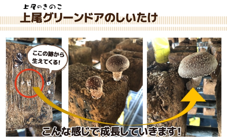 ��؉摜